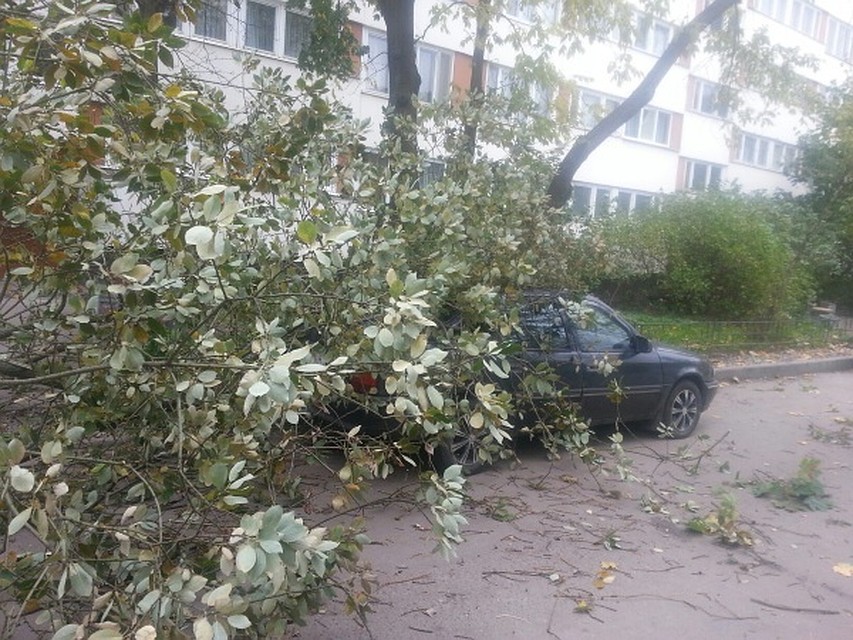 Нешуточные итоги штормового ветра в городе Юлия Зайцева "ДТП и ЧП Санкт-Петербург"