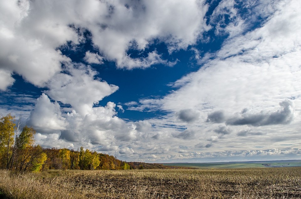 Фотоохота в Кинель-Черкасском районе: так вот ты какой, олень благородный Фото: Андрей ЦЫГАНОВ