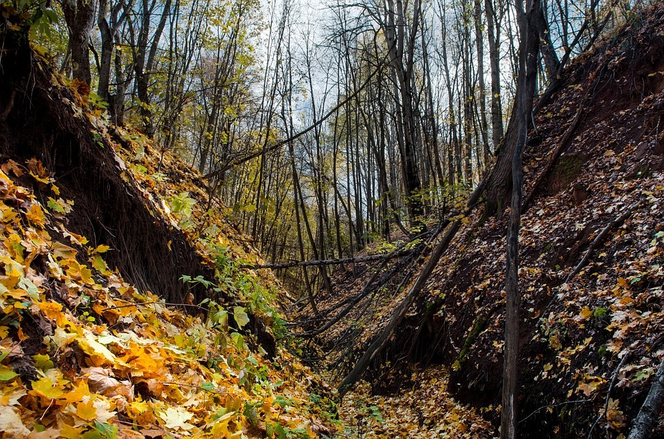Фотоохота в Кинель-Черкасском районе: так вот ты какой, олень благородный Фото: Андрей ЦЫГАНОВ