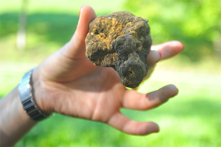 На свете существует порядка двадцати видов трюфелей. Съедобных из них где-то половина, а деликатесных - всего 4-5.