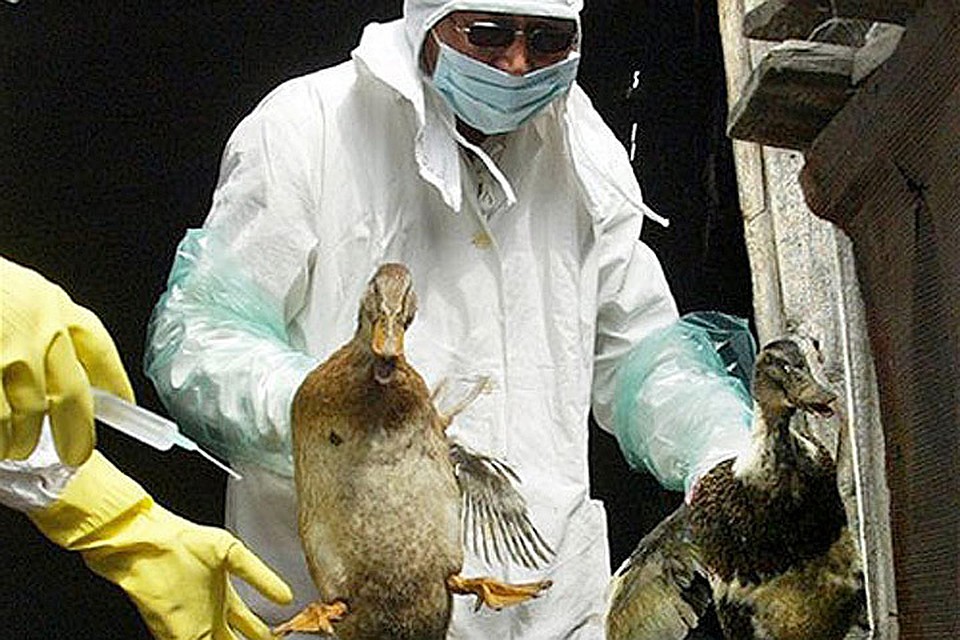 Агрессивный штамм птичьего гриппа H5N8 найден на датской птицефабрике. Фото: с сайта Эпидемиолог.ру