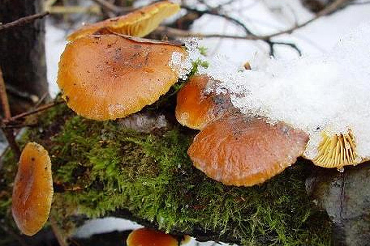 Если гриб сильно подморозило, может начаться процесс разложения. Фото: с сайта tigr.info