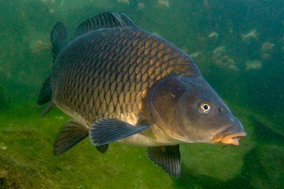фото: http://carp.sukicarp.com