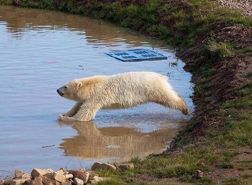 Фото: предоставлено Йоркширским зоопарком