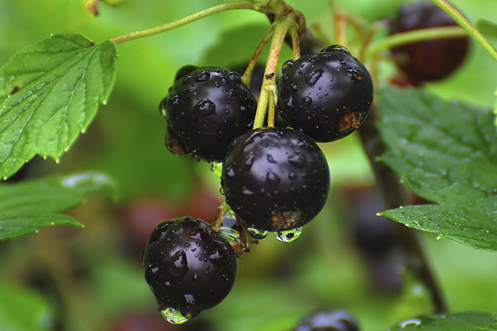 Фото: myvitablog.ru 