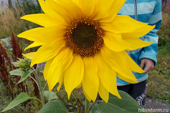 Ярко-желтый цветок приятно удивил молодое семейство во время прогулки по Апатитам. Фото: www.hibinform.ru 