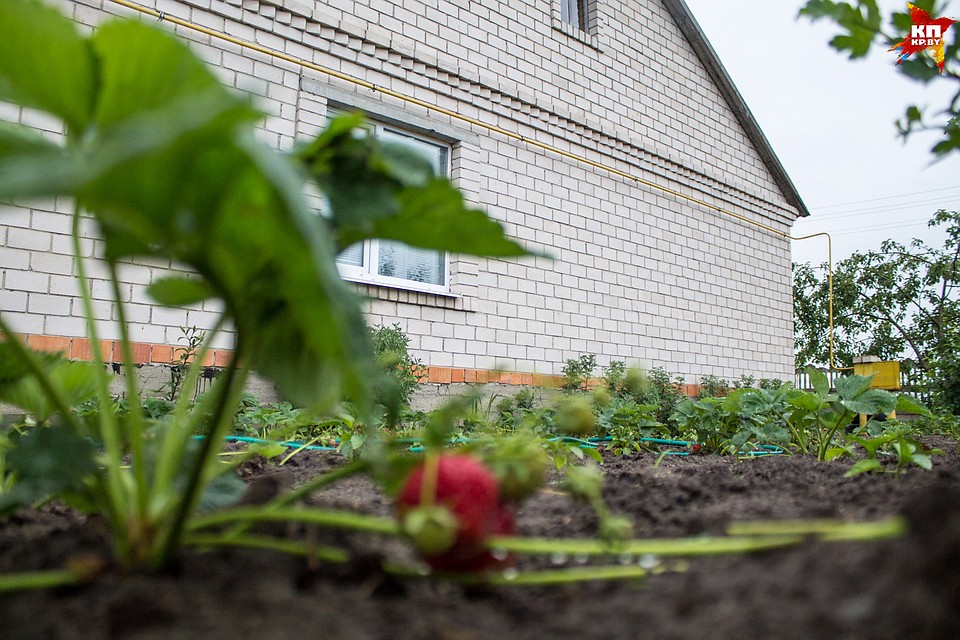 Благодаря заработку на клубнике семья за три года построила дом. Фото: Оксана БРОВАЧ
