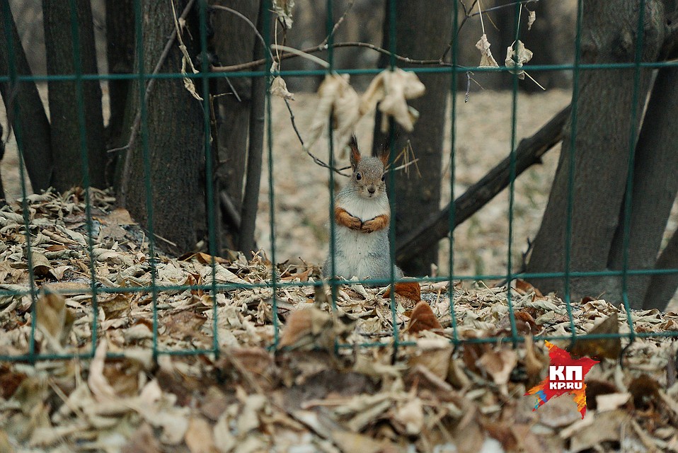 Екатеринбург. Белка за забором центрального парка культуры и отдыха им.Маяковского 15,11,2017 Фото: Алексей БУЛАТОВ