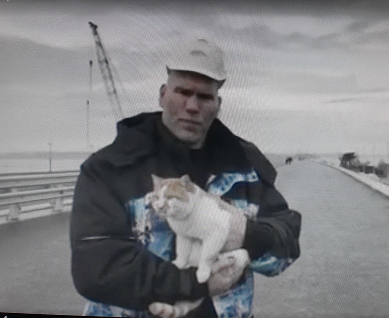 Рыжему коту уютно в сильных руках боксера-профессионала. Фото: кадр с видео.