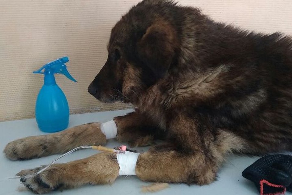 Приют «Ласка»