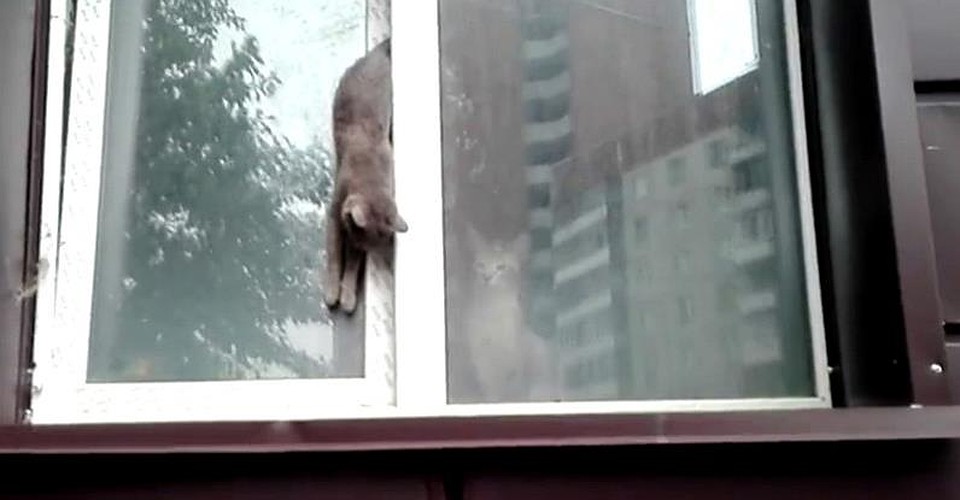 Погибшая два года назад кошка. Фото: соцсети