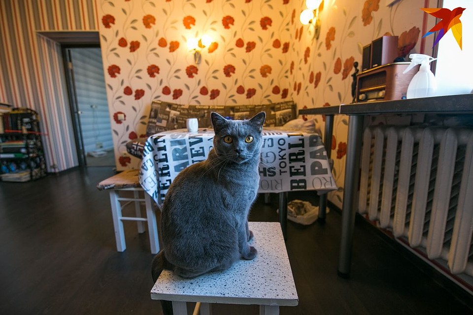 Кот Тимофей и его хозяин живут как в советском кино. Фото: Павел МАРТИНЧИК
