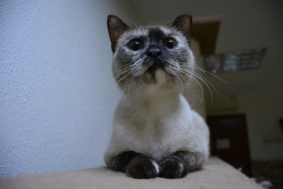 Кошечка Тиффани. Фото: котокафе «Котофей»