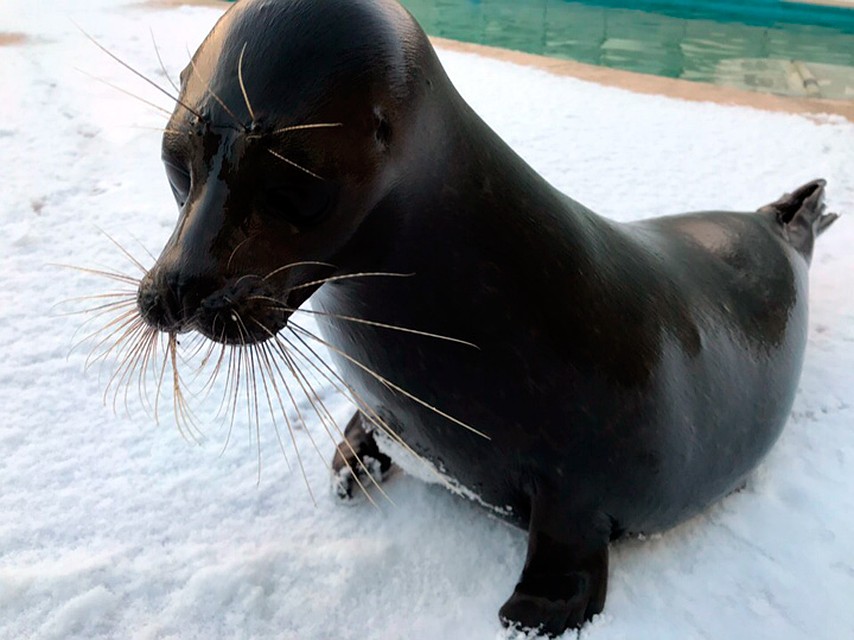 Крошик на фотосессии иногда стеснялся. Фото: vk.com/sealrescue