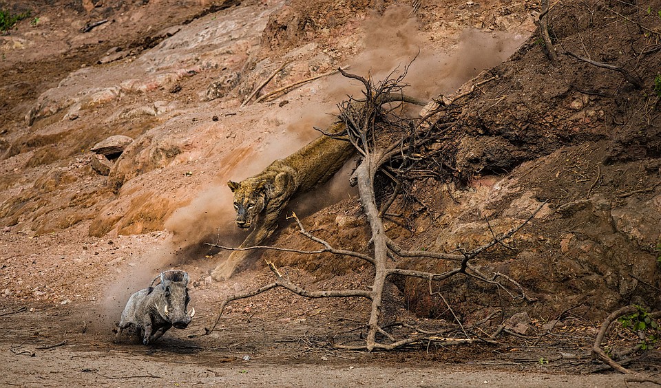 Фото: Federico Veronesi