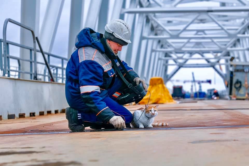 Кот контролирует каждый сантиметр стройки века. Фото: Кот Моста/VK