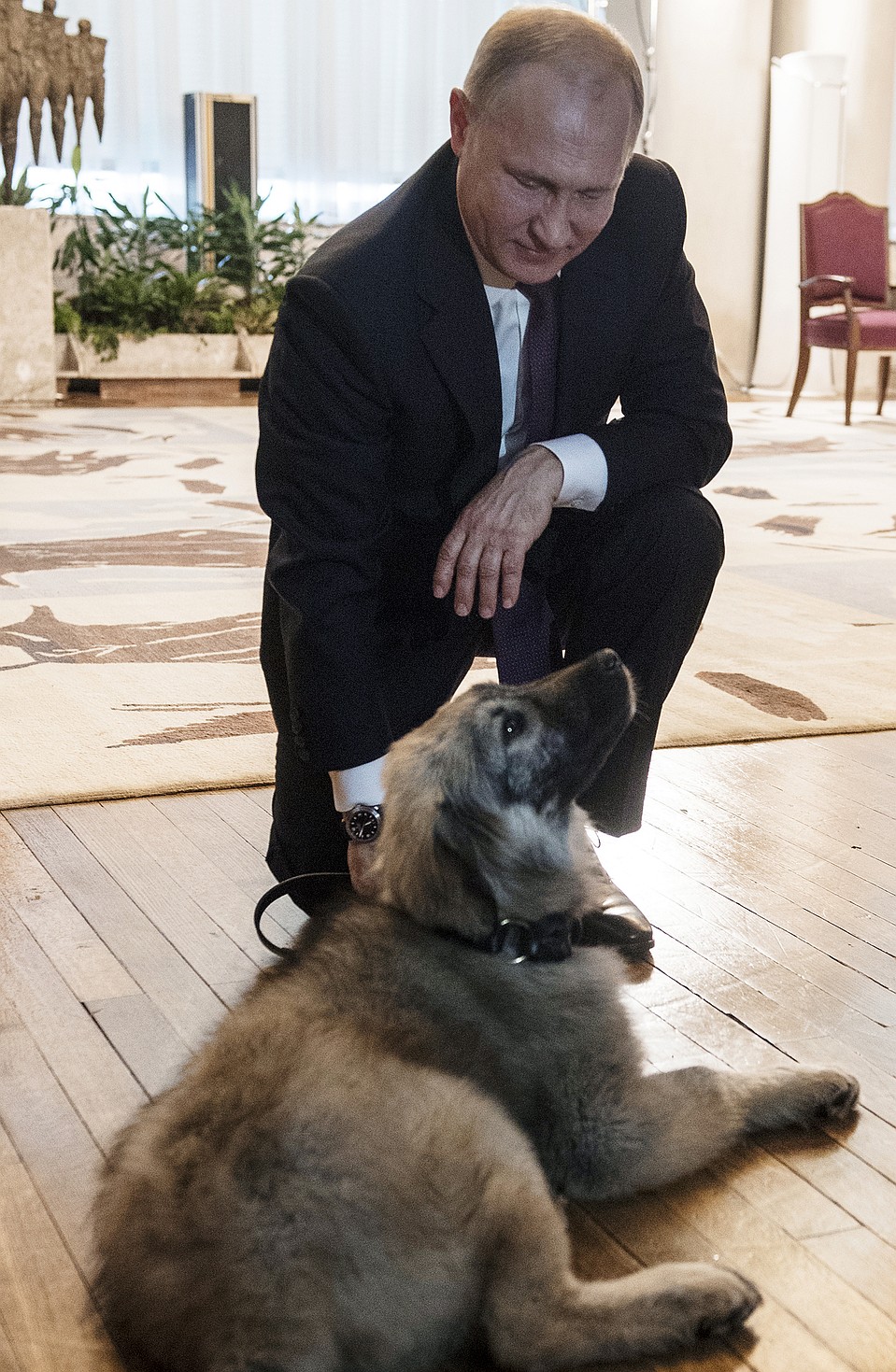 "Симпатяга" - сказал Путин, познакомившись с щенком шарпланинской овчарки, подаренным президентом Сербии Александром Вучичем Фото: РИА "Новости"