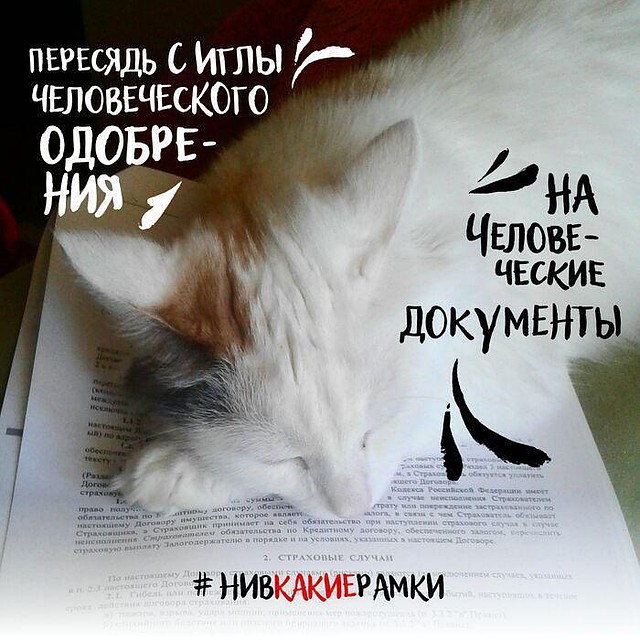Даже котики втянулись во флешмоб.