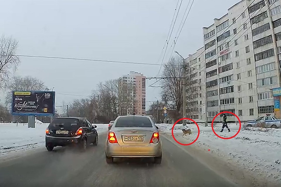 Хромая дворняга не решалась перейти через дорогу, но ей на помощь пришел полицейский. Кадр из видео.