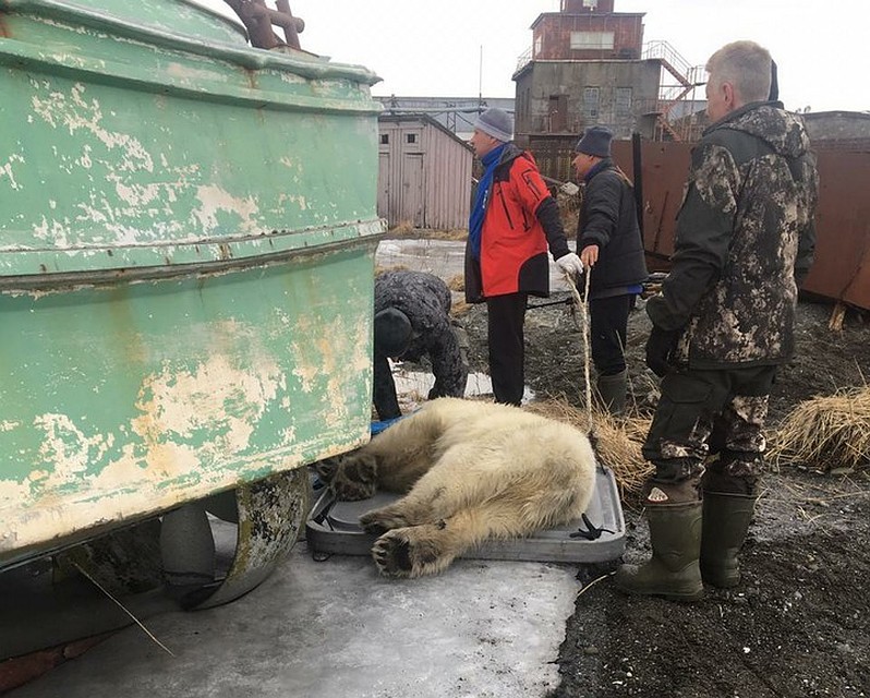 Транквилизатор для медведя везли из Хабаровска Фото: Социальные сети