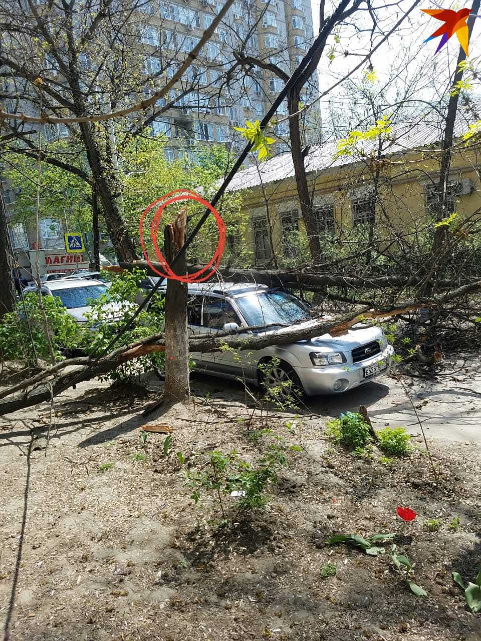 От рухнувшего дерева остался только пень Фото: Оксана АРТЕМОВА
