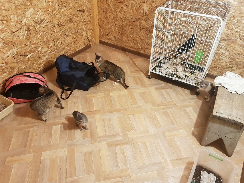 У Дарьи уживались кошки и птицы