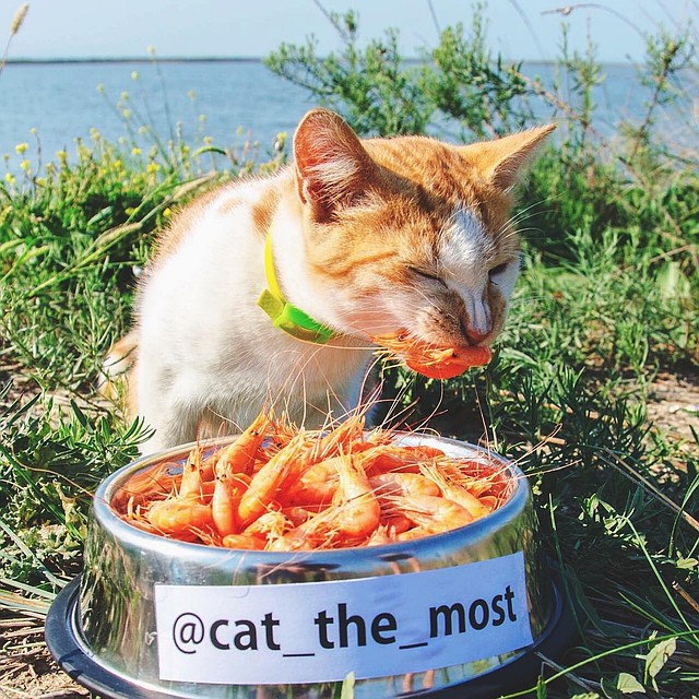 ФОТО: инстаграм cat_the_most
