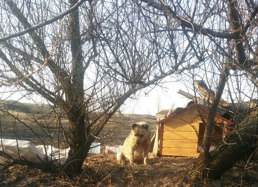 После пожара пес перешел на другую стоону поля, но дорогу из вида не теряет. Фото: Предоставлено "Комсомолке"