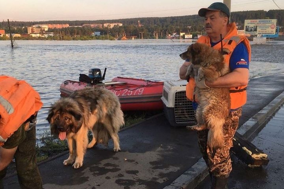 Питомцев отправили в Иркутск. Фото: ГУ МЧС по Иркутской области