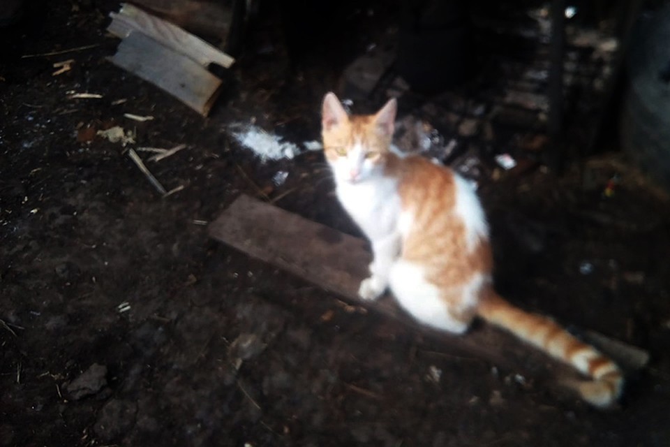 Кот, у которого осталось восемь жизней, выглядит так. Фото: Леший