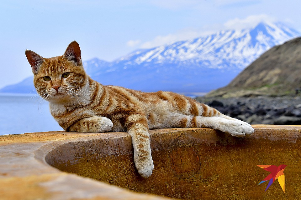 Рыжий котик на острове Итуруп, Южные Курилы. Фото: Иван МАКЕЕВ