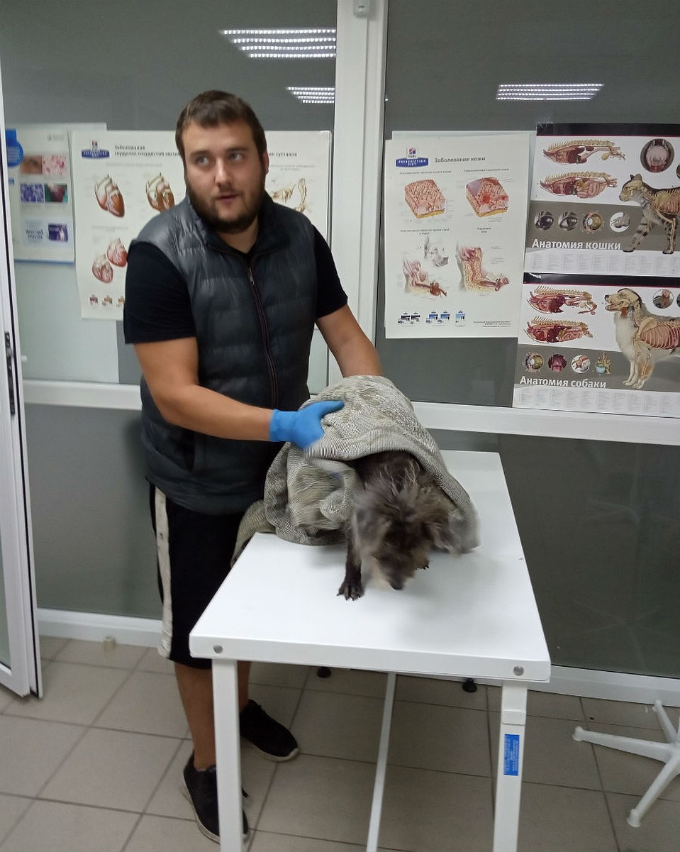 Собаку спасли и привезли в ветклинику. Фото: приют для животных «Друг».