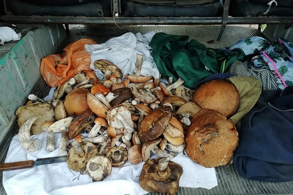 Жители Соснового Бора хвастаются богатым урожаем грибов, которыми набивают багажники авто. Фото: vk.com/sosnovy_bor