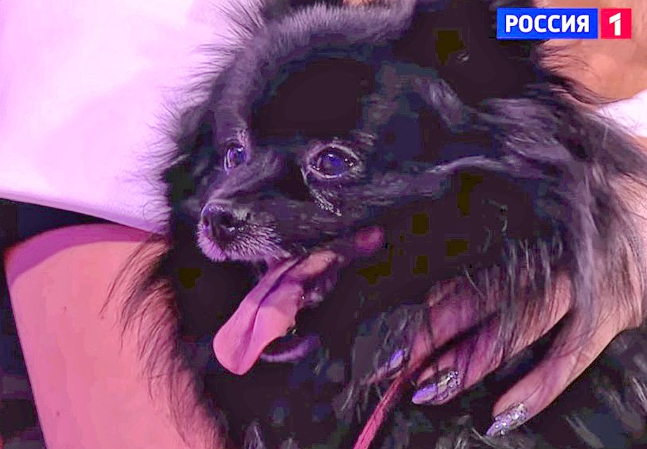 Немецкий шпиц по кличке Принцесса на съемках телешоу "Удивительные люди" загипнотизировала взглядом 15 человек. Фото: Youtube