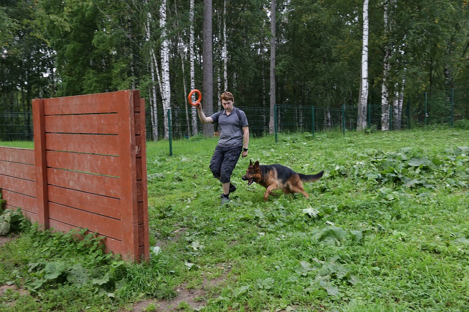 Дело в том, что недостаточно научить собаку искать людей. Ко всему прочему, она должна быть на 100% управляемой. Фото: Наталия БЕШКАРЕВА