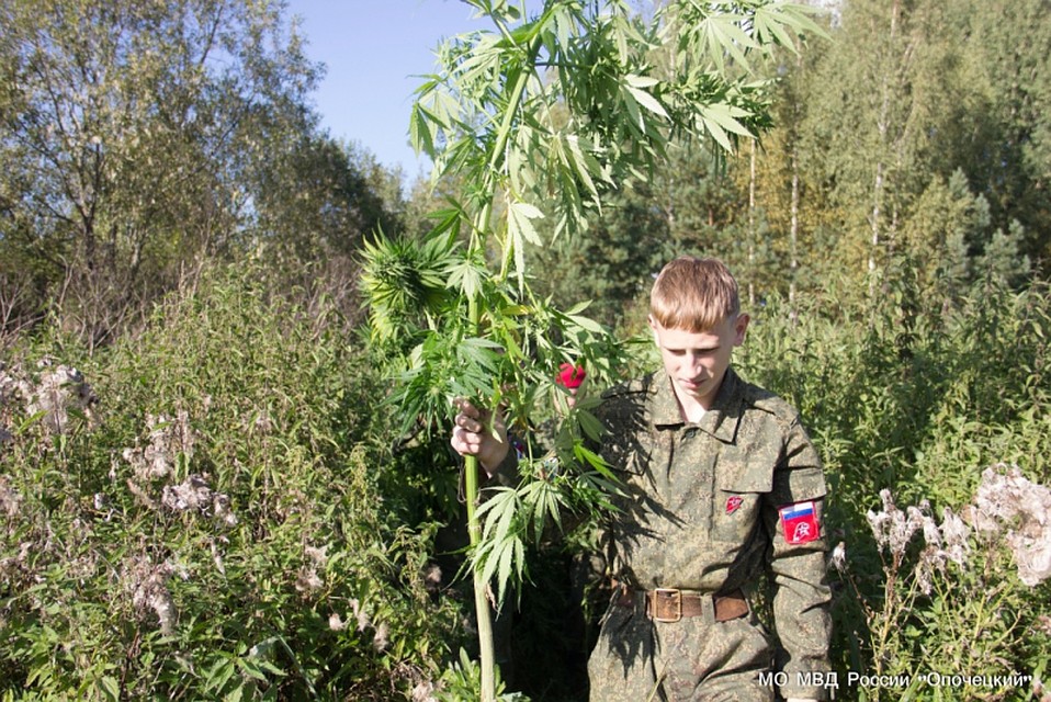 Опасные растения выкорчевали и уничтожили.