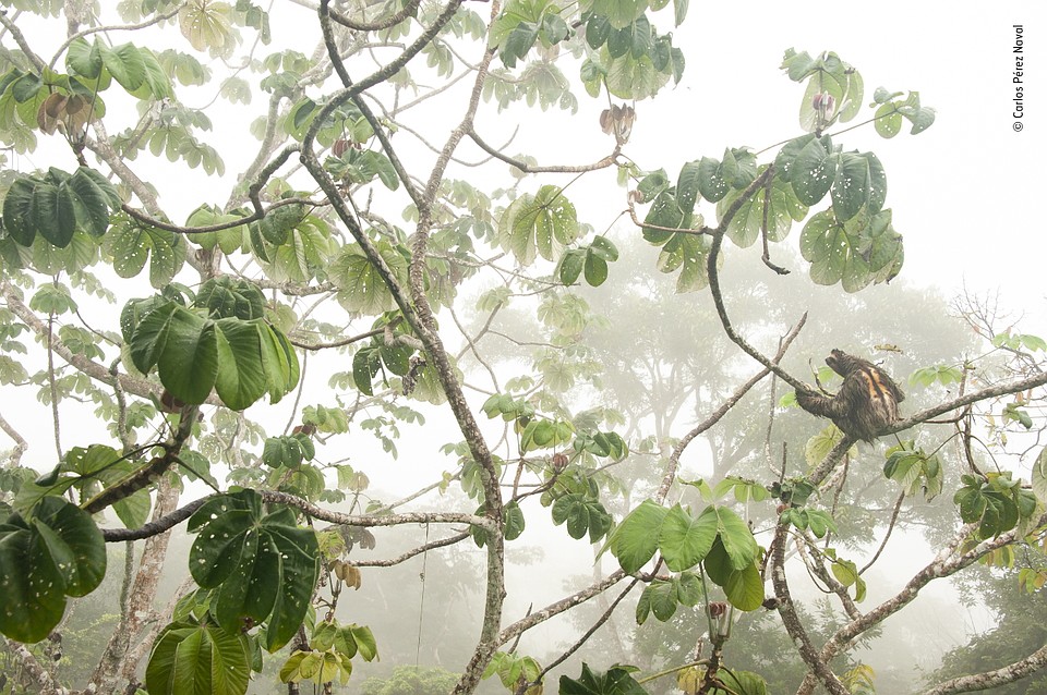Фото: Carlos Pérez Naval