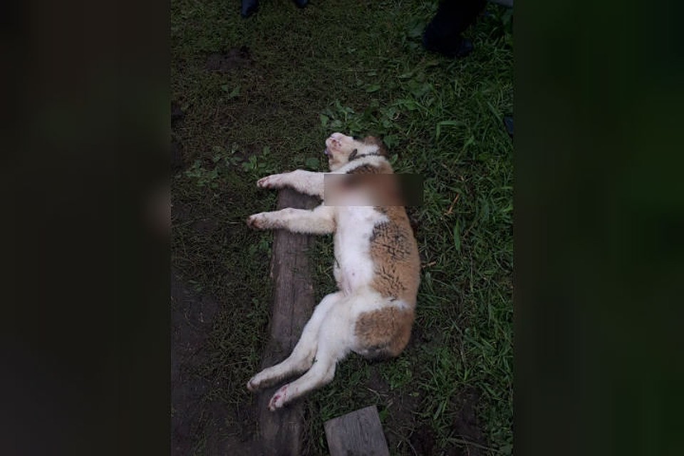 Налу живодеры закололи насмерть. Фото: Анна Раченко.
