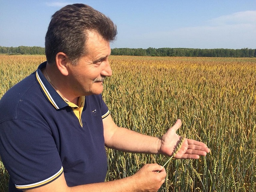 Главный агроном агрофирмы «Межениновская» Сергей Сороченко: 48 зерен в колосе - созревание хорошее.