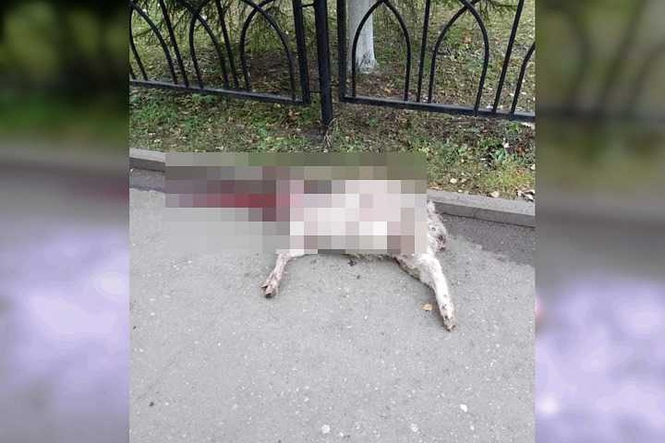Фото: соцсети
