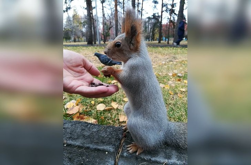 «Городские» белки людей совсем не боятся. Фото: Сергей Вильбергер