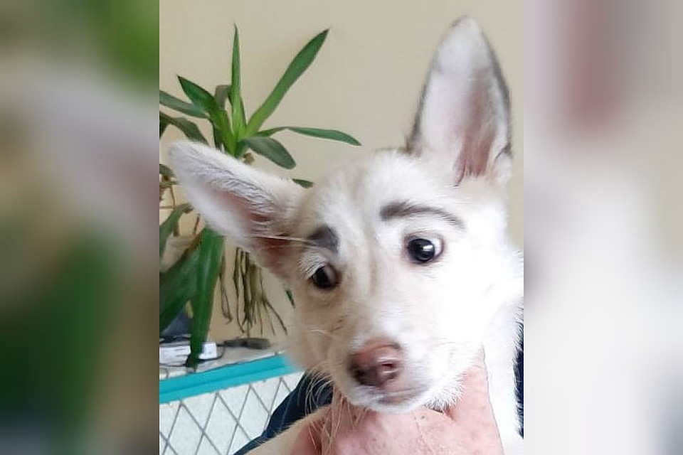 Собачку назвали Фрида - в честь известной художницы. Фото:dobrye_ruki_bratsk.
