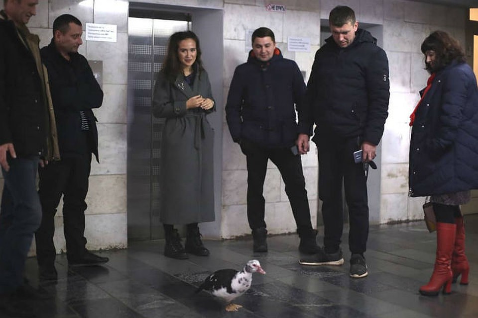 Потерявшуюся уточку принесли в местную телерадиокомпанию, чтобы там помогли ее пристроить. Фото: Виктор ГОРЕЛОВ.