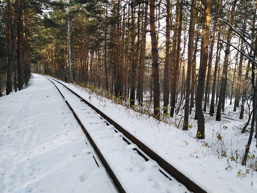 Лев мог идти вдоль железной дороги, так удобнее. Фото: Антонина СНЕГУРЕНКО
