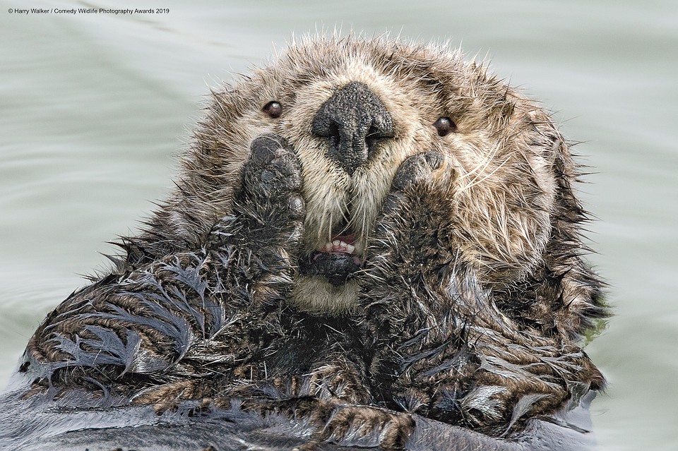Фото: Harry Walker/The Comedy Wildlife Photography Awards 2019