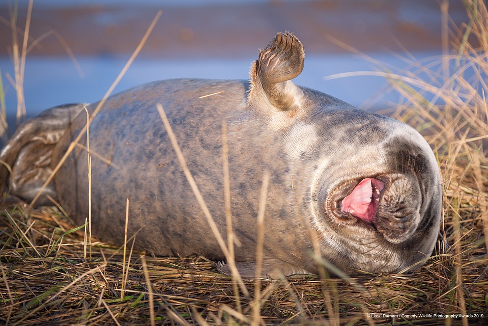 Фото: Lloyd Durham/The Comedy Wildlife Photography Awards 2019