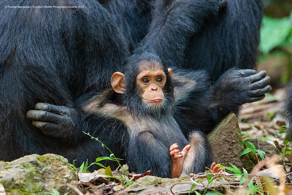 Фото: Thomas Mangelsen/The Comedy Wildlife Photography Awards 2019