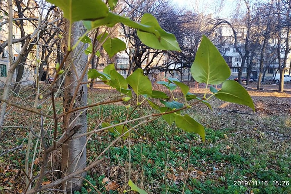 Сирень выпустила листочки. Фото: Светлана Саф