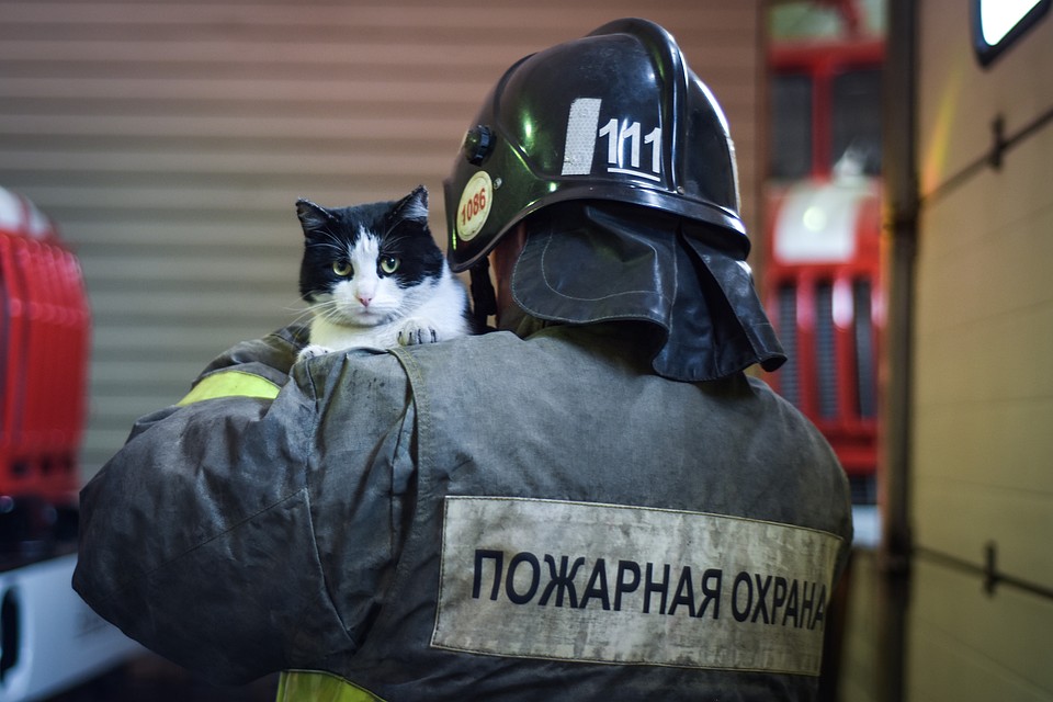 Кот Гидрант теперь часть большой семьи. Фото: Алена МАРТЫНОВА