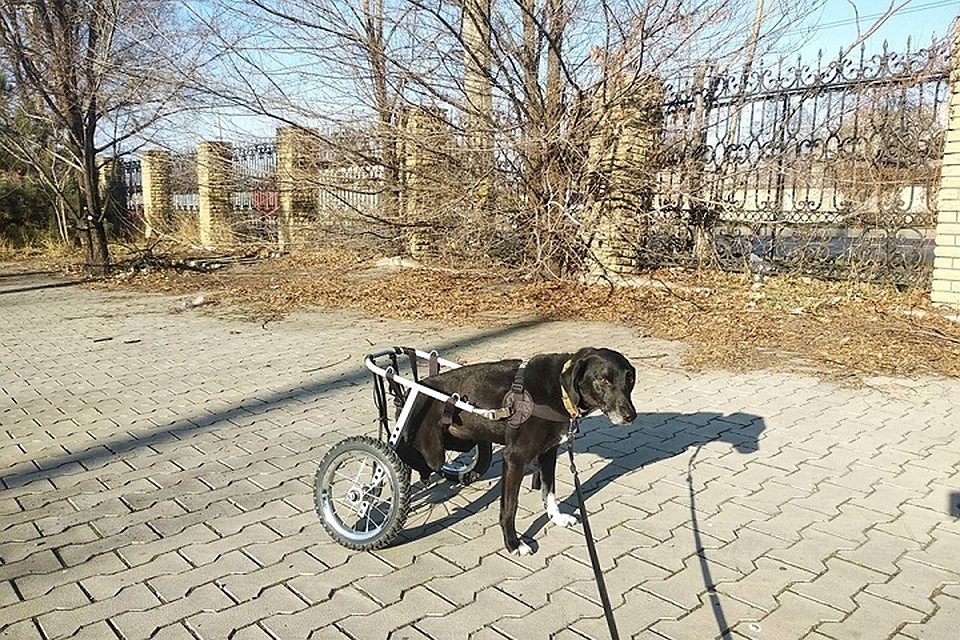 Собака – инвалид с парализованными задними лапками. Фото: приют "4 ЛАПКИ"